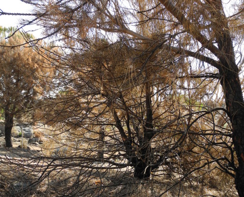 investigación de incendios forestales