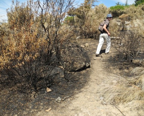 investigación de incendios forestales