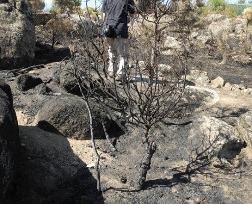 investigación de incendios forestales