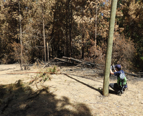 investigación de incendios forestales